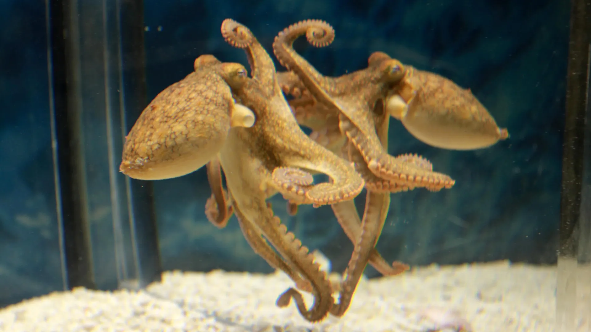 Pulpo de dos manchas de California frente a un espejo en un experimento de laboratorio