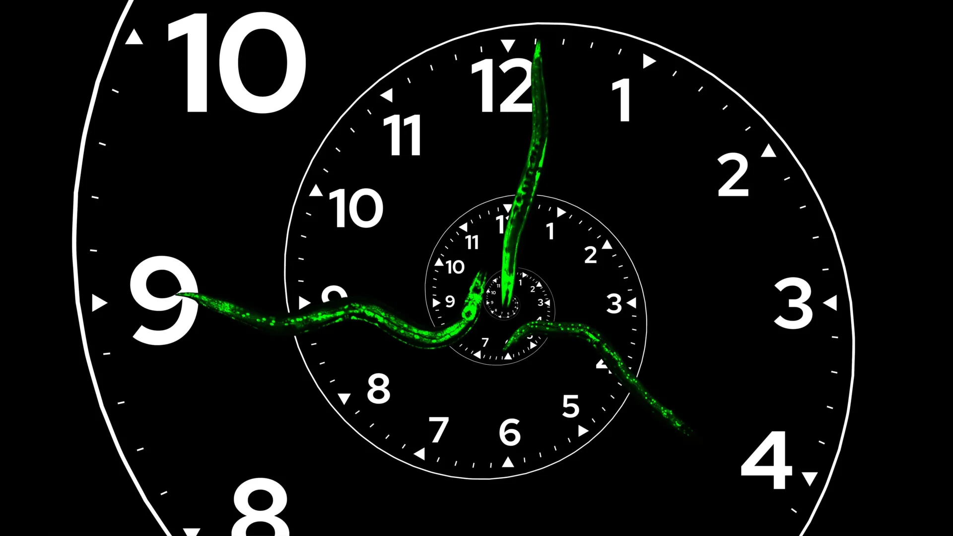 Esquema del reloj molecular formado por proteínas que coordina etapas del desarrollo en el gusano C. elegans