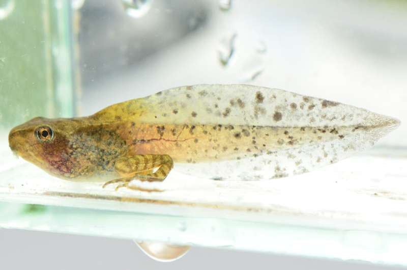 Renacuajo nadando en agua poco profunda, usado para ilustrar cómo ajusta su temperatura frente a una infección viral.