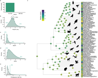 Árbol filogenético y distribución comparativa de ritmos acústicos usados para inferir un valor óptimo compartido entre especies