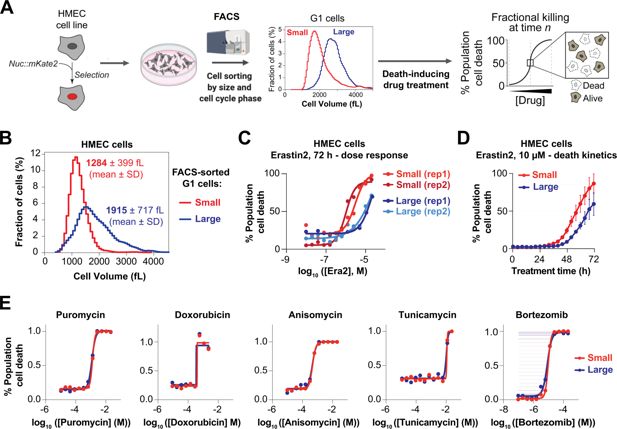 Figura del estudio que compara la susceptibilidad a la ferroptosis entre células humanas de distinto tamaño