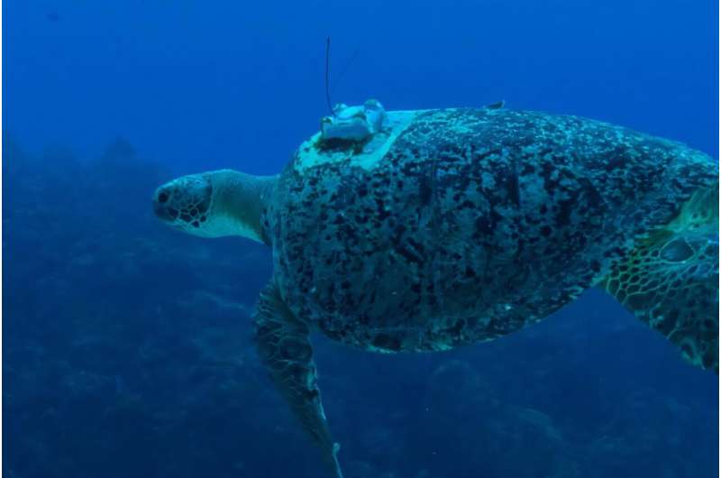 Tortuga marina verde macho adulta con un transmisor satelital colocado sobre el caparazón.